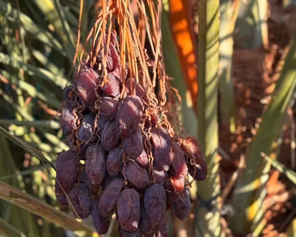 زراعة حديثة في مزرعة الحاج عبدالعزيز الحنفي
